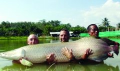 澳门太阳城集团：男子家养“宠物鱼”3年长成1米 无奈送给水族馆